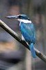 Collared Kingfisher (Todiramphus chloris) - Malaysia