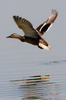 Canard colvert (Anas platyrhynchos) - Roumanie