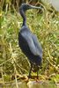 Black Heron (Egretta ardesiaca) - Senegal