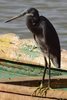 Western Reef-egret (Egretta gularis) - Senegal