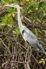 Grey Heron (Ardea cinerea) - Senegal