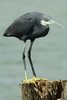 Western Reef-egret (Egretta gularis) - Senegal