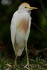 Cattle Egret (Ardea ibis) - Costa-Rica