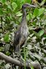 Yellow-crowned Night-heron (Nyctanassa violacea) - Costa-Rica