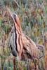Eurasian Bittern (Botaurus stellaris) - Belgium