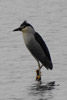 Black-crowned Night-heron (Nycticorax nycticorax) - Vietnam