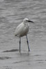 Little Egret (Egretta garzetta) - Vietnam