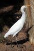 Cattle Egret (Ardea ibis) - Canary Islands