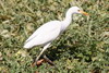 Héron garde-boeufs (Bubulcus ibis) - Egypte