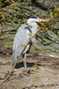 Hron cendr (Ardea cinerea) - France
