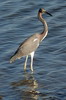 Aigrette tricolore (Egretta tricolor) - Mexique