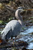 Grand Hron (Ardea herodias) - Canada