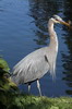Grand Hron (Ardea herodias) - Canada