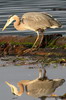 Grand Hron (Ardea herodias) - Canada