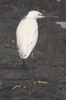 Aigrette garzette (Egretta garzetta) - Afrique du Sud