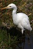Eastern Cattle Egret (Ardea coromandus) - Malaysia