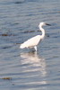 Aigrette garzette (Egretta garzetta) - France