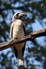 Calao  bec noir (Lophoceros nasutus) - Botswana
