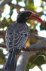 Calao de Bradfield (Lophoceros bradfieldi) - Botswana