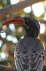 Calao de Bradfield (Lophoceros bradfieldi) - Botswana