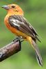 Flame-colored Tanager (Piranga bidentata) - Costa-Rica
