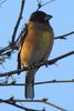 Black-headed Grosbeak (Pheucticus melanocephalus) - United States