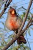 Pyrrhuloxia (Cardinalis sinuatus) - United States