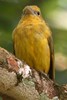 Summer Tanager (Piranga rubra) - Panama