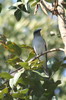 Echenilleur de Mac (Coracina macei) - Inde