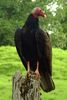 Turkey Vulture (Cathartes aura) - Costa-Rica