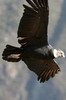 Condor des Andes (Vultur gryphus) - Prou