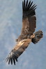 Condor des Andes (Vultur gryphus) - Prou