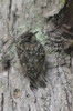 American Treecreeper (Certhia americana) - Canada
