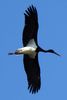 Black Stork (Ciconia nigra) - Greece