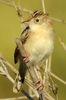 Zitting Cisticola (Cisticola juncidis) - Spain