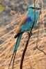 Abyssinian Roller (Coracias abyssinicus) - Senegal