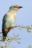 Rollier d'Europe (Coracias garrulus) - Ethiopie
