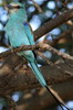 Rollier d'Abyssinie (Coracias abyssinicus) - Ethiopie