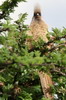 Coliou ray (Colius striatus) - Ethiopie