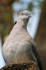 Tourterelle pleureuse (Streptopelia decipiens) - Ethiopie