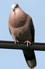 Tourterelle  collier (Streptopelia semitorquata) - Ethiopie