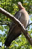 Pigeon picazuro (Patagioenas picazuro) - Argentine