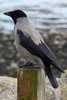 Hooded Crow (Corvus cornix) - Ireland