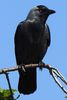 Eurasian Jackdaw (Corvus monedula) - Greece