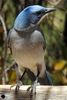Mexican Jay (Aphelocoma wollweberi) - United States