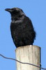 Corbeau d'dith (Corvus edithae) - Ethiopie