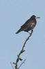 Corbeau freux (Corvus frugilegus) - France