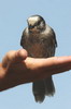 Grey Jay (Perisoreus canadensis) - Canada