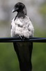 Corneille mantele (Corvus cornix) - Norvge