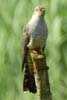 Common Cuckoo (Cuculus canorus) - France